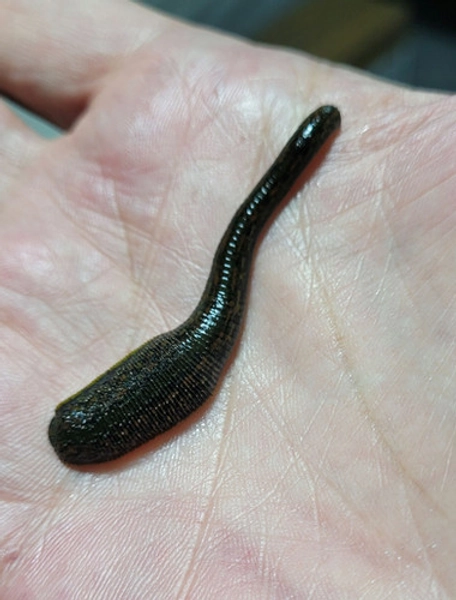 Medicinal Leech x2 (~ 1 gr.) | NA Biopharma