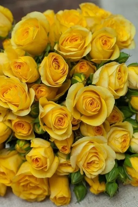 bouquet of favorite flowers💐