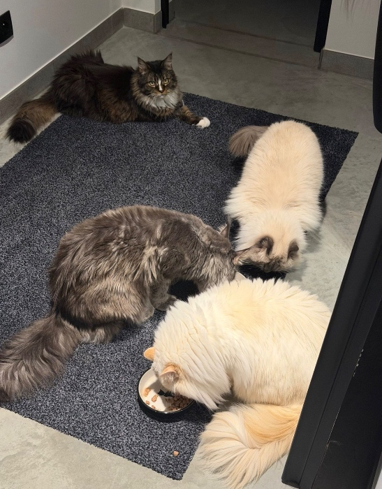 Help rescue kitties 🐈‍⬛ 