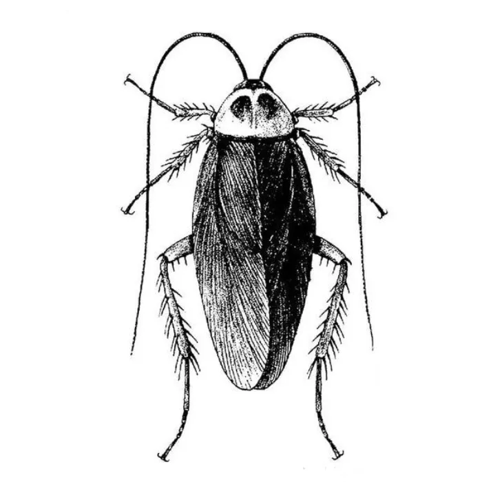 2nd Tattoo Idea: Roach