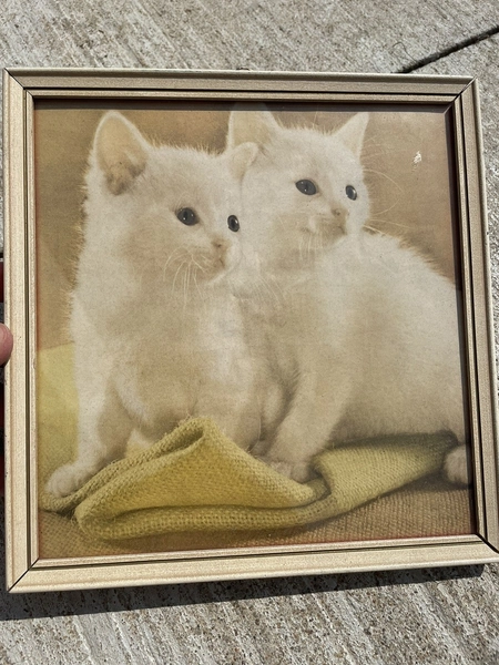 Vintage White Kittens Cat Print Picture Wall Decor Cute