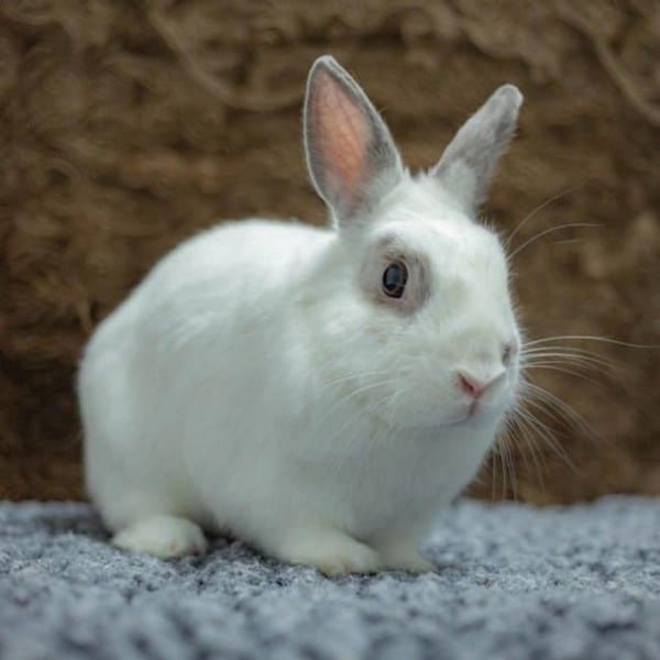 San Diego Humane Society | Create a More Humane San Diego®