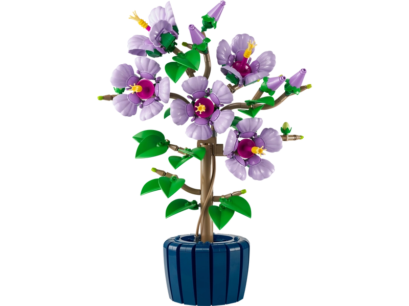 Hibiscus