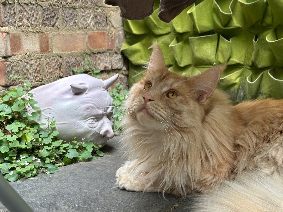 Cat grooming 