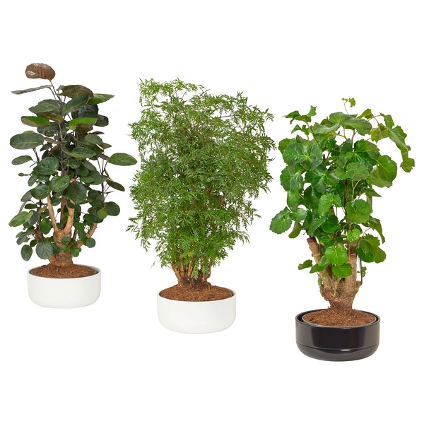 POLYSCIAS Planta em vaso - bonsai cores variadas 22 cm