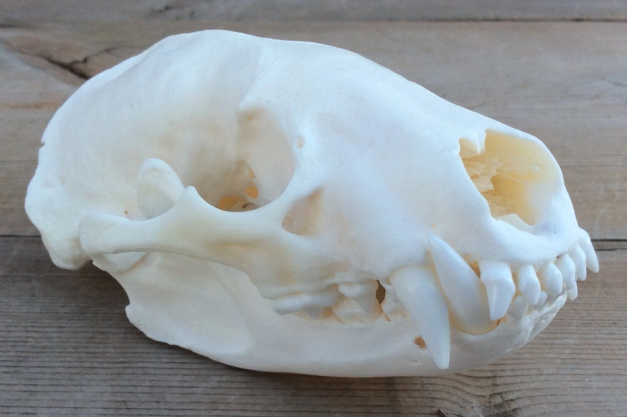Real Badger Skull (ethically sourced)