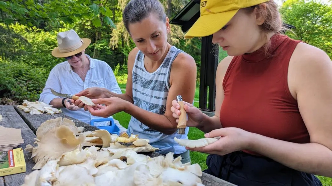 Seattle Mushroom Foraging 101 Classes | Forage Seattle
