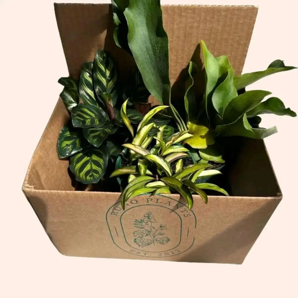 Pet Friendly Mystery Bundle Box - 3 Non-toxic Plants in 4" Pots - Etsy