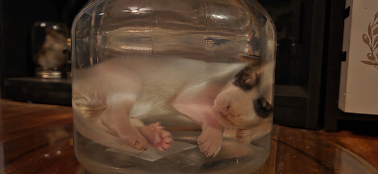 Wet Specimen Great Pyrenees Puppy