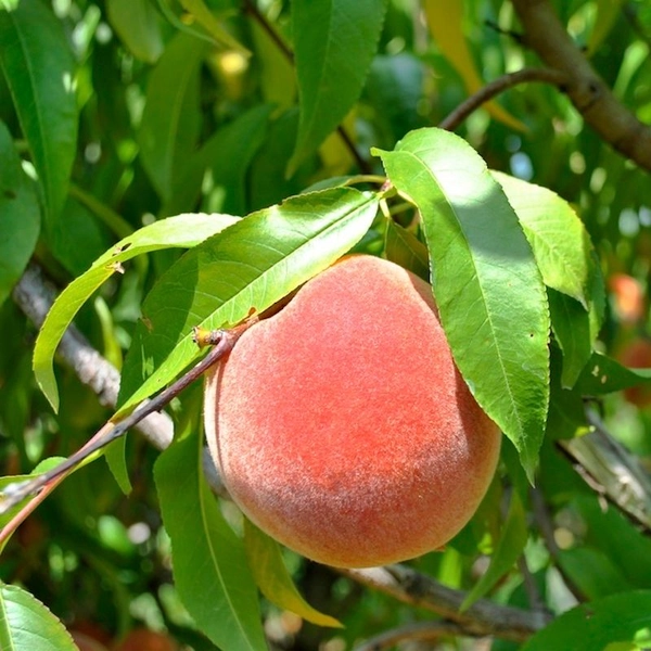Burbank™ July Elberta Peach Tree