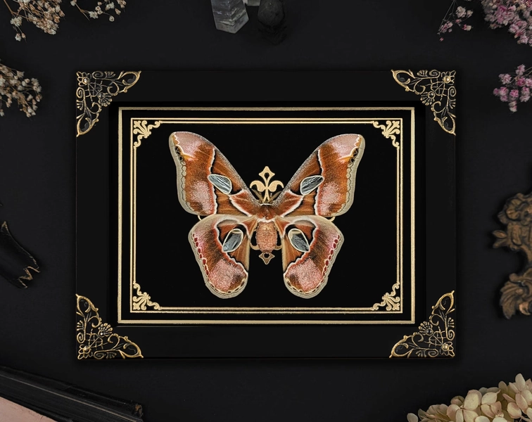 Framed Atlas Moth Display: Gothic Home Decor, Insect Oddity