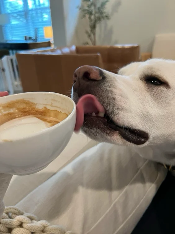 Buy pup a coffee