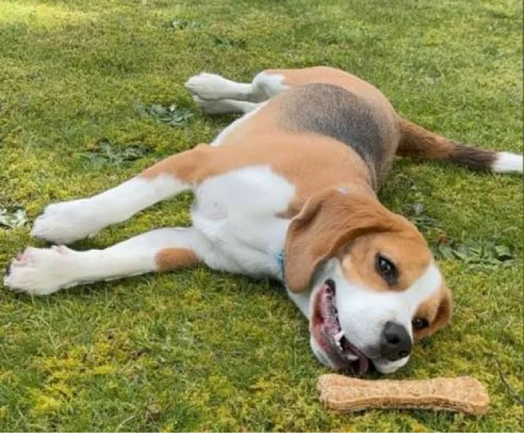 Throw a dog a bone