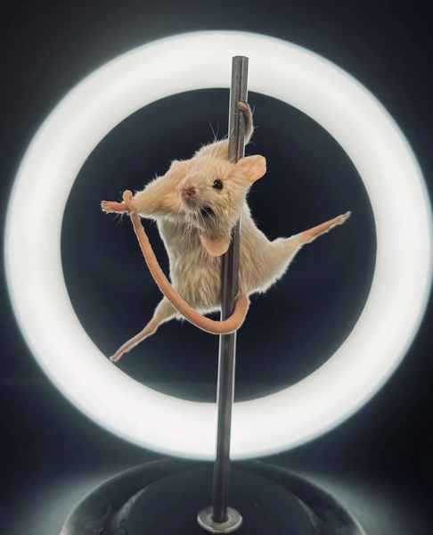 BETSEY The Pole Dancing Taxidermy Mouse | Funny Oddities & Curiosities Decor | Burlesque Mouse Art | Ethical Taxidermy Gift