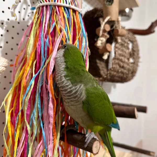 Rainbow Jellyfish || Bird Toy || Preening || Shredding || Hand-Made || Parrot Supplies || Small Parrots || Enrichment || Colourful