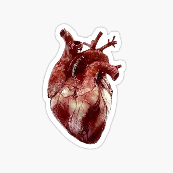 Realistic Heart large Sticker