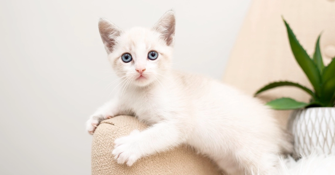 Donate | Stray Cat Alliance LA