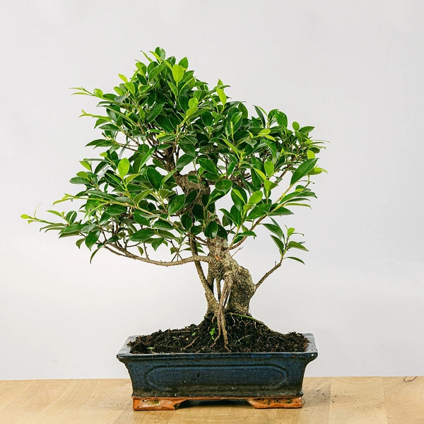 Bonsai Ficus retusa