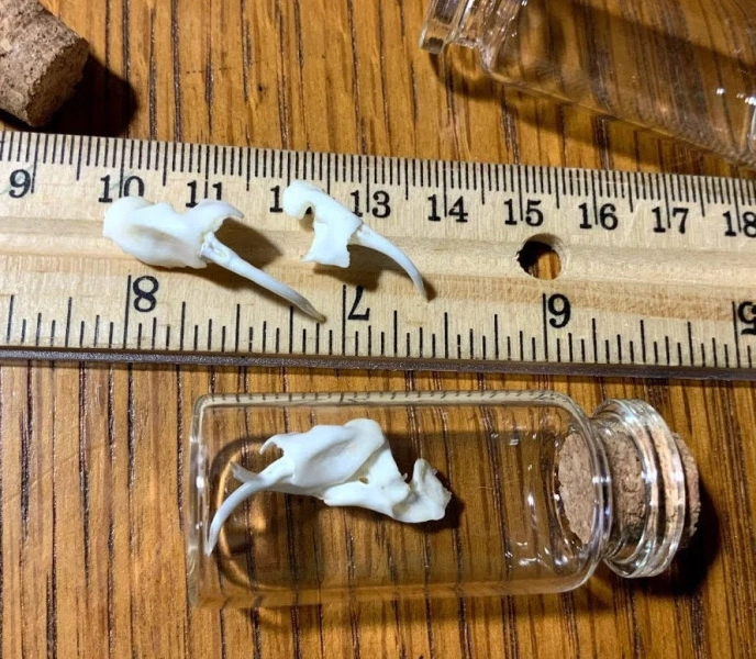 PAIR X-LG Rattlesnake Fangs In Bottle (ethically sourced)