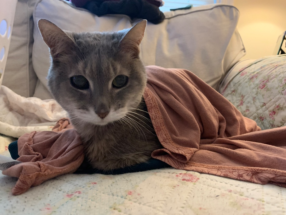 Prescription Puppy food