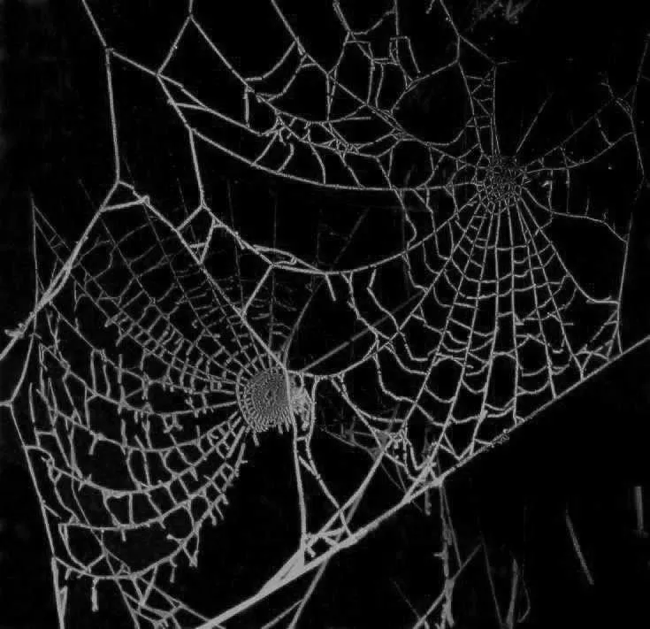 Notice Me Mommy 🕸️🖤