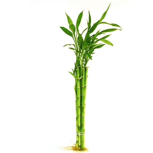 Individual Bamboo Sticks 18" - Bundle of 10