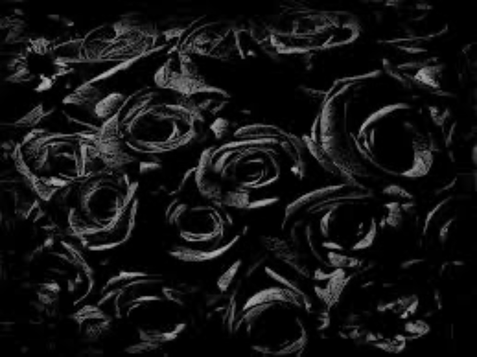 a dozen black roses 