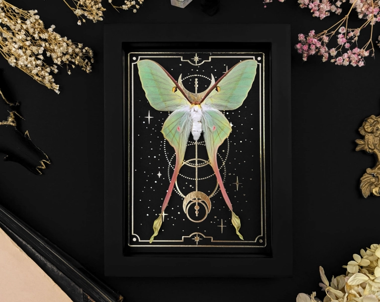 Framed Luna Moth: Gold Tarot Print Shadow Box - Gothic Wall Decor