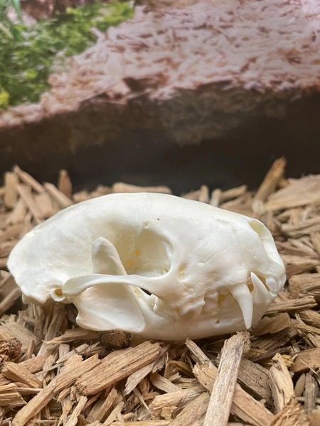 Real Striped Skunk skull (ethically sourced)