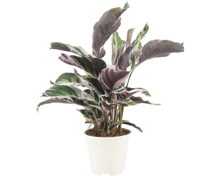 Calathea Fusion white