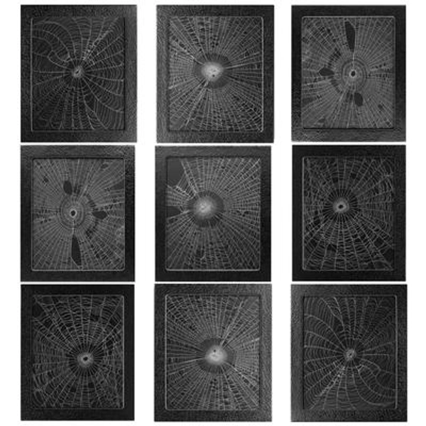 Orb weaver spider web FRAMED preserved USA