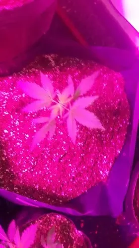 𝓢𝓶𝓸𝓴𝓮 & 𝓢𝓹𝓮𝓵𝓵𝓼