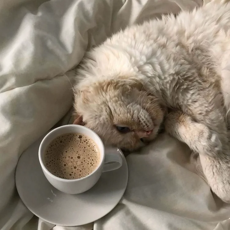 coffee+snap cat fund 