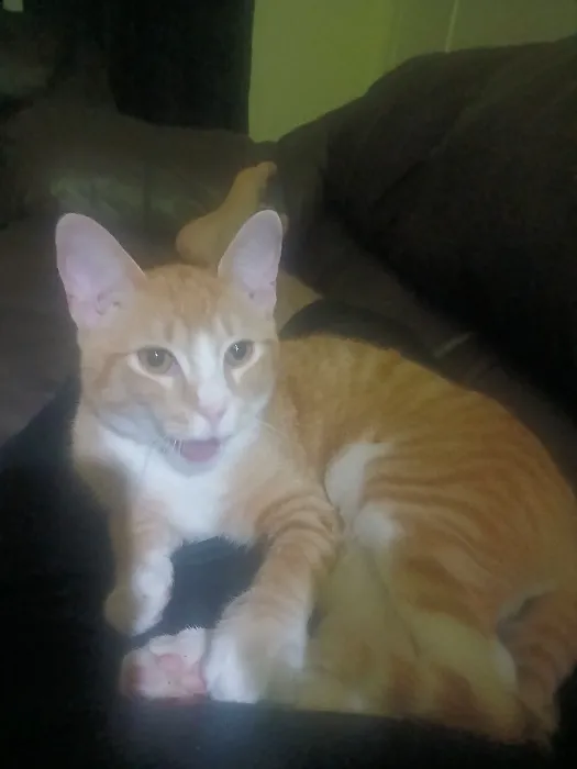 1 Cat's Needs - 1 Month