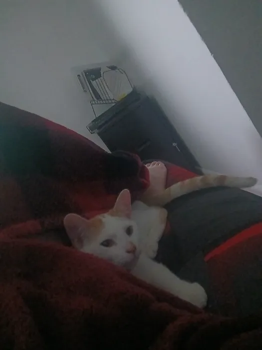 Adoption Kit