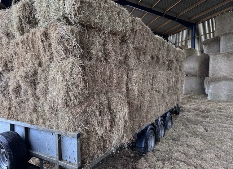 Hay for horses 10 bales 