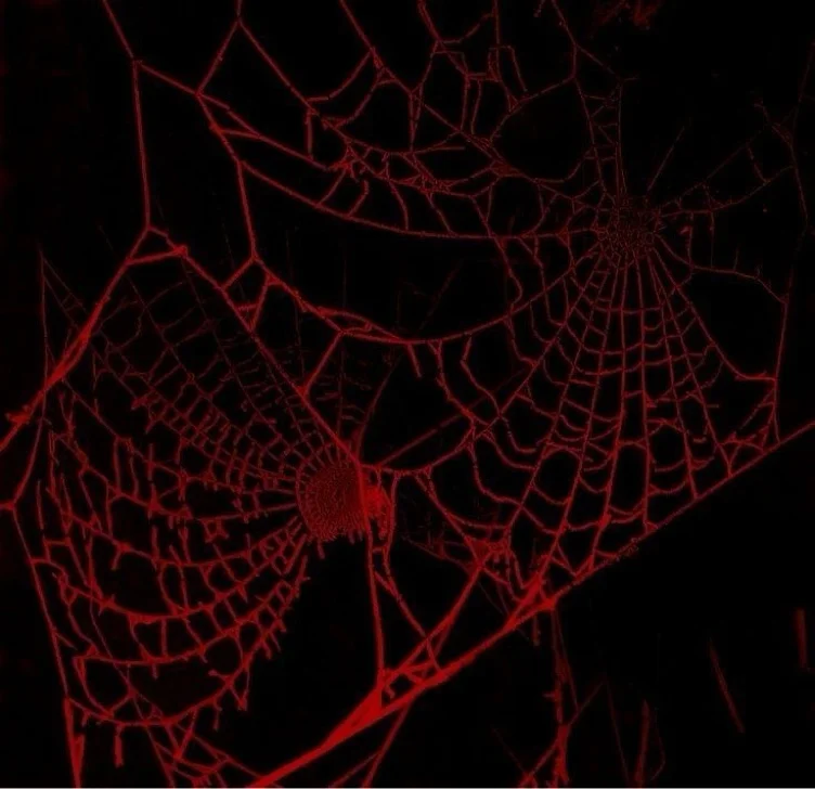 spider girl cosplay 🕷️ 