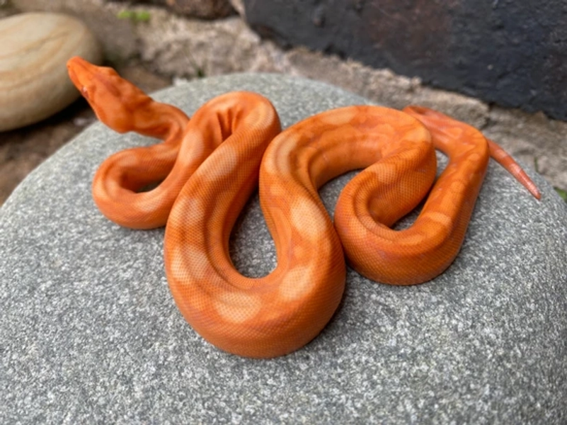 Sun Dragon - Male - Boa Constrictor