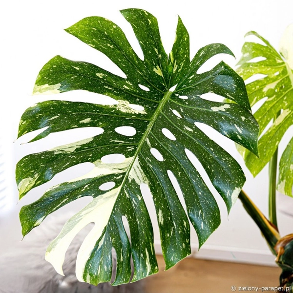 Monstera deliciosa Thai Constellation