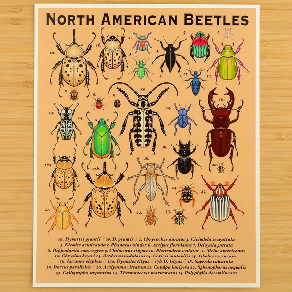 North American Beetles Print / Naturalist Poster / Entomology / Wall Art
