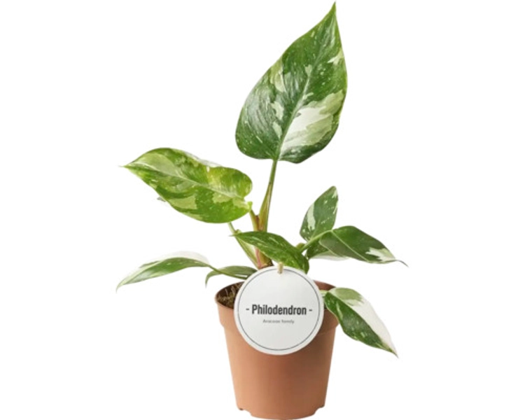 Philodendron white princess