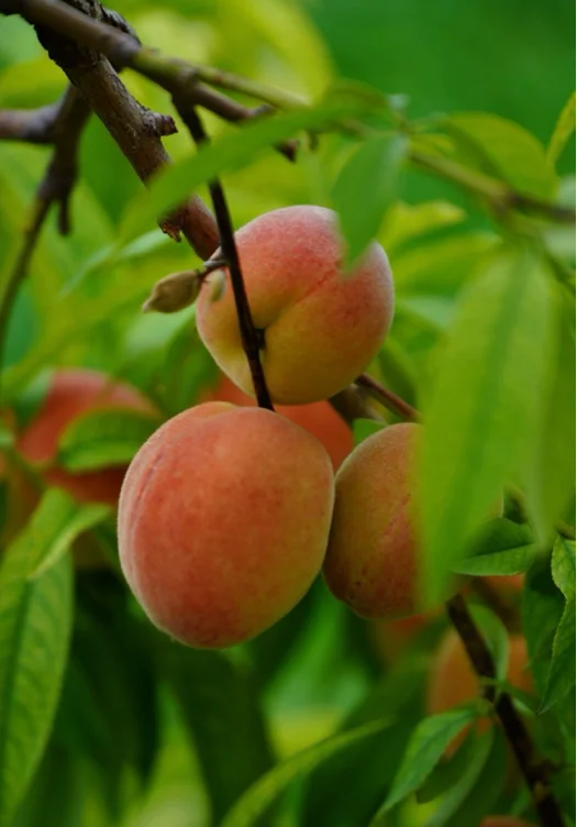 5000 Peaches 🍑🌿
