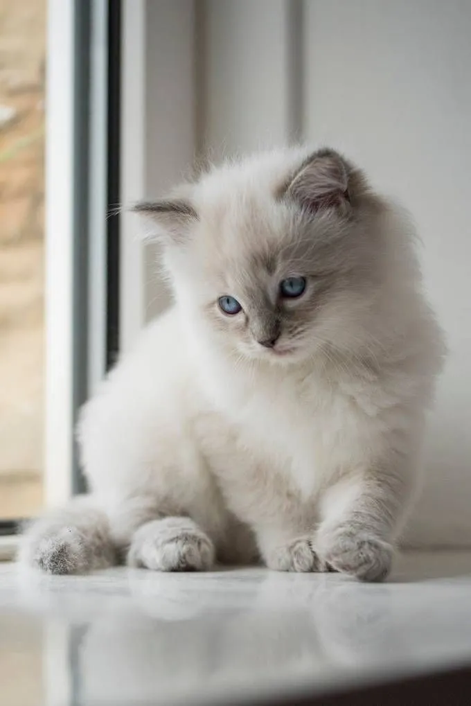 Ragdoll Kitten