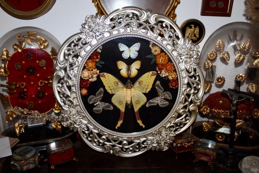 XL frame genuine comet moth Argema mittrei cymothoe curiosity cursed witch oddities cabinet of curiosities flowers witch decor samia ricini