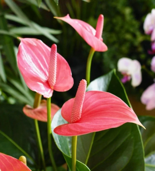 1 Anthurium Pink Flamingo Flower Live Plant – Rare Indoor Anthurium Houseplant in 3 Inch Pot - Etsy