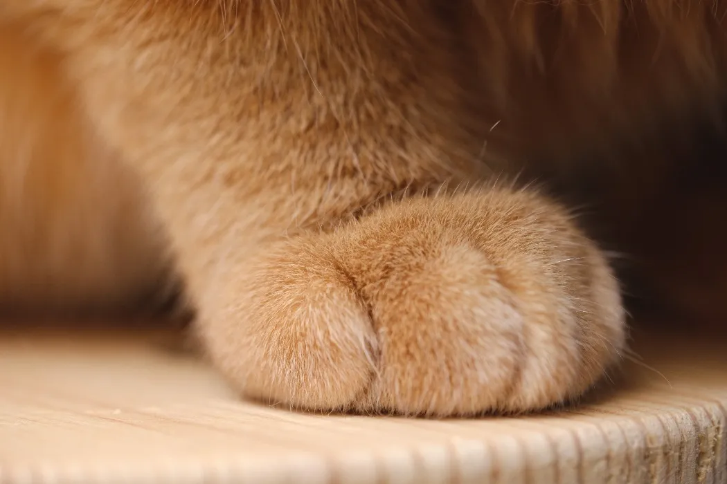 Monthly Rescue Animal CBD meds