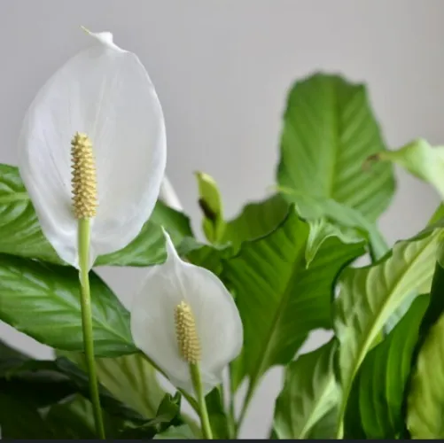 ❀ A new flower for a new beginning🍀