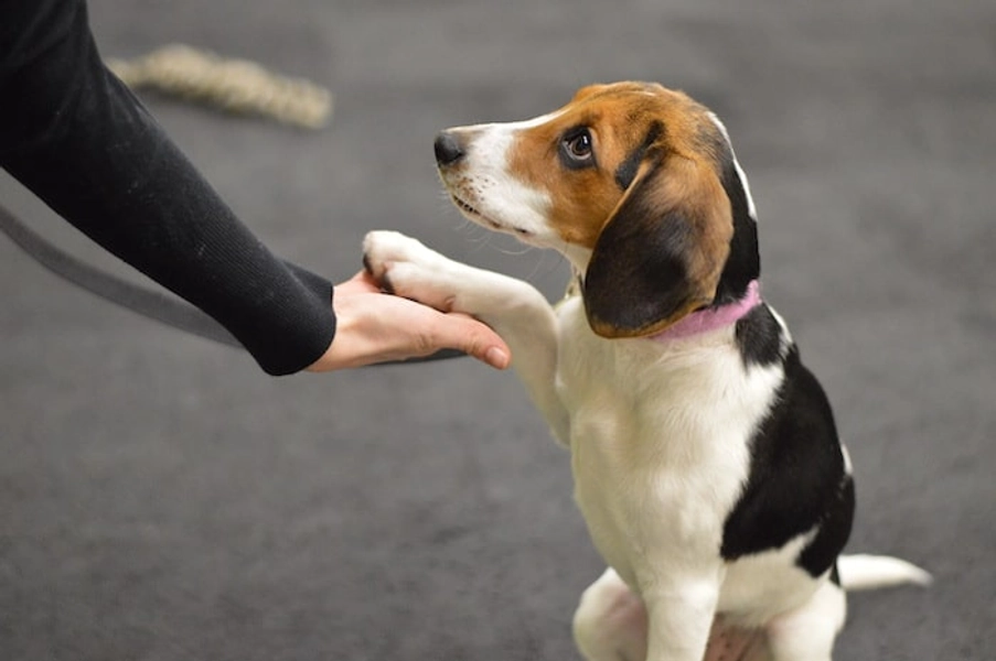 Puppy Class Full Package