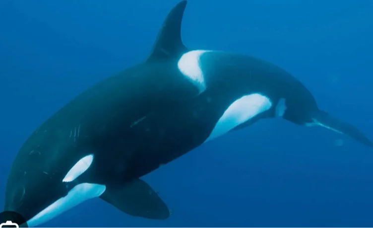 Whale tax
