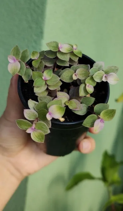 Callisia repens 'Melasice' (turtle vine)